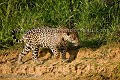 Mâle jaguar le long de la rivière Cuiaba au Pantanal, en fin d'après-midi.
(Panthera onca palustris).
Photo depuis un bateau, Canon EOS 1D Mk III + 500 mm F:4 L IS. 200 ISO.

 Jaguar,
cat,
félin,
Brazil, 
Brésil,
Pantanal,
Panthera,
onca,
onça,
palustris,
Cuiaba,
river, 
rivière,
rio,
trip,
photo,
photographic,
voyage,
Mato Grosso,
riverbank,
rives,
plages,
sable,
sand,
ridge,
bank,
Jaguar Research Center,
 