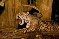 Mâle Jaguar en train de bailler, la nuit, sur les rives d'une rivière.
(Panthera onca palustris)
Photo nocturne. Canon EOS 1D Mk III + 500 mm F:4 L IS. Trépied depuis un bateau. 2600 ISO. Jaguar,
cat,
félin,
Brazil, 
Brésil,
Pantanal,
Panthera,
onca,
onça,
palustris,
Cuiaba,
river, 
rivière,
rio,
trip,
photo,
photographic,
voyage,
Mato Grosso,
riverbank,
rives,
plages,
sable,
sand,
ridge,
bank,
Jaguar Research Center,
 