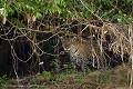 Jaguar sauvage, femelle adulte, pleine, sur les berges de la rivière Cuiaba. Pantanal, Mato Grosso, Brésil.
(Panthera onca palustris)
Cette femelle est appelée BORBOLETTA par les biologistes qui suivent la population de jaguars de cette région (veut dire Papillon en portugais en raison des taches en forme de papillon sur son front). Amerique du sud 
 Amérique latine 
 Brazil 
 Bresil 
 Brésil 
 Cuiaba 
 Jaguar 
 Latin 
 Latin America 
 Pantanal 
 Rio 
 South America 
 bank 
 berge 
 ecotourism 
 female 
 femelle 
 onca 
 onça 
 pleine 
 pregnant 
 prédator 
 rare 
 river 
 river bank 
 rives 
 rivière 
 tacheté 
 wild 
 écotourisme 