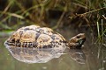 A la saison des pluies au Botswana, même les tortues terrestres ont intérêt à bien savoir nager... Surtout les tortues terrestes !
Tortue leopard. (Geochelone pardalis)
Delta de l'Okavango. 
 animaux 
 dry 
 eau douce 
 green 
 green season 
 march 
 mars 
 pluies 
 rain 
 raining 
 rainy 
 safari photo 
 saison des pluies 
 season 
 vert 
Geochelone,
pardalis,
tortue,
leopard,
nager,
swim,
reptile,
carapace,
 