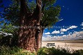 Baines Baobab. Ces arbres, multi-millénaires ont leurs feuilles durant quelques mois seulement, à la saison des pluies. Au fond, le Pan salé.
Makgadikgadi Pans National Park.
Botswana.
 Baines,
Baobab,
Pan,
Botswana,
Africa,
Afrique,
arbre,
tree,
feuille,
verte,
green,
pan,
4x4,
adventure,
Makgadikgadi,
National
Park,
Parc,
desert,
Kalahari,
Botswana
 