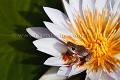 Rainette sur une fleur de nénuphar. Delta de l'Okavango.
 amphibien,
rainette,
grenouille,
frog,
water,
lily,
waterlily,
nénuphar,
eau,
Delta,
Okavango,
African,
Africa,
Afrique, 
amphibious,
frog,
Botswana,
 