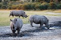 Une banale image de Rhinoceros blancs ? Non, car ces trois Rhinos ont été photographiés au Botswana, dans le Makgadikgadi Pans National Park... Et quand on sait qu'il n'y a plus que quelques rhinos au Botswana, c'est plutôt rare... Mais il faut savoir où chercher... !

 Rhinoceros,
Rhino,
Botswana,
Afrique,
Africa,
mammal,
mammifère,
big five,
big,
five,
Makgadikgadi,
Pans,
Park,
Parc,
National,
Protected,
Protégé,
rare,
blanc,
White,
Ceratotherium,
simum,
red list,

 