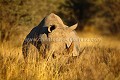 Rhino blanc dans le Parc National du Makgadikgadi Pans.
(Ceratotherium simum)
Moins de 50 rhinos sont encore présents au Botswana.
 Ceratotherium,
simum,
mammal,
Rhino,
blanc,
white,
Rhinoceros,
mammifère,
Botswana,
Afrique,
Africa,
Makgadikgadi,
Pans,
National,
Park,
Parc,
 