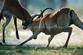 Combat de Cobes Lechwes. (Kobus leche).
Delta de l'Okavango.
Xakanaxa. Moremi Game Reserve.
Botswana
 Xakanaxa,
Moremi, 
Game, 
Reserve, 
Botswana,
Kobus,
leche,
Cobe,
Lechwe,
mammal,
males,
mâles,
combat, 
Fight,
Fighting,
combatre,
Xakanaxa,
mammal,
mammifère,
antilope,
roam,
Okavango,
Delta 