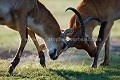 Combat de Cobes Lechwes. (Kobus leche).
Delta de l'Okavango.
Xakanaxa. Moremi Game Reserve.
Botswana
 Xakanaxa,
Moremi, 
Game, 
Reserve, 
Botswana,
Kobus,
leche,
Cobe,
Lechwe,
mammal,
males,
mâles,
combat, 
Fight,
Fighting,
combatre,
Xakanaxa,
mammal,
mammifère,
antilope,
roam,
Okavango,
Delta 