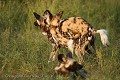 Accouplement de lycaons (chiens sauvages d'Afrique)
(Lycaon pictus)
Central Kalahari Desert.
Botswana. Lycaon,
pictus,
chien,
canidé, 
canid,
Afrique, 
Wild,
dog,
Botswana,
Central,
Kalahari,
Desert,
Désert,
Brousse,
bush,
mammal,
mammifère,
reproduction,
mating,
accouplement,
mate,
sexual,
population,
endangered,
mâle,
femelle,
male,
female,
copulation,
danger,
 