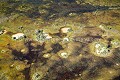 Delta de l'Okavango vue du ciel.
Botswana. Botswana 
 Okavango 
 Afrique 
 Africa 
 Delta 
 vue 
 ciel 
 photo 
 picture 
 sky 
 above 
 landscape 
 paysage 
 avion 
 vue aérienne 
 zone humide 