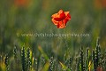 Coquelicot dans un champ de céréales (Papaver rhoeas). -- Il paraît que le coquelicot est à la mode ces temps-ci en photo....
Vendée - France Papaver,
 rhoeas,
coquelicot, 
rouge,
fleur,
flower, 
red,
common,
poppies
cereal,
photo,
 