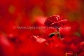 Fleurs de Coquelicot (Papaver rhoeas) Fleur 
 rouge 
 Coquelicot 
 poppies 
 common 
 field 
 Papaver rhoeas 
 pavot 
 red 
 color 
 couleur 
 printemps 
 photo 
 country 