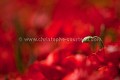 Fleurs de Coquelicot (Papaver rhoeas) Fleur 
 rouge 
 Coquelicot 
 poppies 
 common 
 field 
 Papaver rhoeas 
 pavot 
 red 
 color 
 couleur 
 printemps 
 photo 
 country 