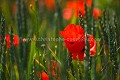 Fleurs de Coquelicot (Papaver rhoeas) Fleur 
 rouge 
 Coquelicot 
 poppies 
 common 
 field 
 Papaver rhoeas 
 pavot 
 red 
 color 
 couleur 
 printemps 
 photo 
 country 