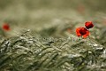 Fleurs de Coquelicot (Papaver rhoeas) Fleur 
 rouge 
 Coquelicot 
 poppies 
 common 
 field 
 Papaver rhoeas 
 pavot 
 red 
 color 
 couleur 
 printemps 
 photo 
 country 