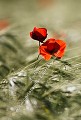 Fleurs de Coquelicot (Papaver rhoeas) Fleur 
 rouge 
 Coquelicot 
 poppies 
 common 
 field 
 Papaver rhoeas 
 pavot 
 red 
 color 
 couleur 
 printemps 
 photo 
 country 