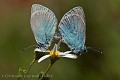 Accouplement de papillons Argus bleu.
(Polyommatus sp). Sans doute (P. icarus)
Famille des Lycenidae, Lépidoptère.
île de Ré. Charente Maritime. France.
Photo prise lors d'une séance de macrophotographie des Stages de Photographie Numérique. A voir dans la rubrique "Stages et Voyages". Papillon,
Argus,
insecte,
accouplement, 
Bleu,
blue,
common,
butterfly,
butterflies,
insects,
mating,
Polyommatus,
icarus,
Vendée,
Charente,
maritime,
France,
reproduction,
couple,
ailes,
wings,
antenna,
antenne,
blue,
bleu,
deux,
amour,
love,
two,
 