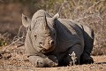 Rhinoceros noir - (Diceros bicornis), Afrique du sud. Thornybush Game Reserve. Espèce en danger. Africa 
 Afrique 
 Diceros 
 Rhino 
 Rhinoceros 
 bicornis 
 black 
 corne 
 danger 
 endangered 
 horn 
 liste rouge 
 mammal 
 mammifère 
 noir 
 red list 