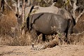 Jeune Guépard observant un rhinoceros blanc.(Acinonyx jubatus). Afrique du Sud. South Africa Africa 
 Afrique 
 Afrique Australe 
 Afrique du Sud 
 Jackalberry 
 South Africa 
 Southern Africa 
 Thornybush 
 image
Cheetah,
guépard,
rhinoceros,
rhino,
blanc,
white,

 photo 
 photographie 
 photography 
 picture 
 safari 