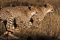 Jeunes guépards en train de jouer et courir.
(Acinonyx jubatus)
Afrique du Sud.
 Africa 
 Afrique 
 Afrique Australe 
 Afrique du Sud 
 Jackalberry 
 South Africa 
 Southern Africa 
 Thornybush 
 image ,
guépard,
jeune,
courir,

 photo 
 photographie 
 photography 
 picture 
 safari 