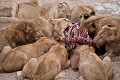 Troupe de lionnes sur une carcasse de gnou tué juste avant le levé du jour dans un lit de rivière. (Panthera leo). Afrique du sud. Africa 
 Afrique 
 Afrique Australe 
 Afrique du Sud 
 Lion 
 Nottens 
 Pantera leo 
 Sabi Sand 
 South Africa,
 gnou,
 Southern Africa 
 safari 