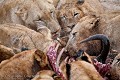 Troupe de lionnes sur une carcasse de gnou tué juste avant le levé du jour dans un lit de rivière. (Panthera leo). Afrique du sud. Africa 
 Afrique 
 Afrique Australe 
 Afrique du Sud 
 Lion 
 Nottens 
 Pantera leo 
 Sabi Sand 
 South Africa 
 Southern Africa 
 safari 