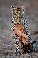 Femelle léopard et sa proie (une impala). (Panthera pardus). Sabi Sand Game Reserves. South Africa Africa 
 Afrique 
 Afrique Australe 
 Afrique du Sud 
 Nottens 
 Panthera 
 Sabi Sand 
 South Africa 
 Southern Africa 
 big five 
 cat 
 félin 
 image 
 leopard 
 léopard 
 mammal 
 mammifère 
 pardus 
 photo 
 photographie 
 photography 
 picture 
 safari 