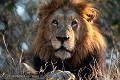 Lion mâle dominant. (Panthera leo). Afrique du sud. Africa 
 Afrique 
 Afrique Australe 
 Afrique du Sud 
 Jackalberry 
 South Africa 
 Southern Africa 
 Thornybush 
 image 
 photo 
 photographie 
 photography 
 picture 
 safari ,
lion,
 Panthera, 
leo, 
cat,
 félin, 
male, 