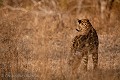 Léopard en chasse, observant des impalas. (Panthera leo). Afrique du Sud. Africa 
 Afrique 
 Afrique Australe 
 Afrique du Sud 
 Djuma 
 Sabi Sand 
 South Africa 
 Southern Africa 
 safari ,
leopard,
chasse,
hunting,
 