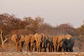 Troupeau d'éléphants se dirigeant vers un point d'eau le soir. Etosha National Park. Namibie. (Loxodonta africana).
 Africa 
 Afrique 
 Afrique Australe 
 Afrique australe 
 Desert 
 Désert 
 Namib 
 Namibia 
 Namibie 
Loxodonta africana
 Photographic Safari 
 animal 
 animaux 
 photo 
 safari 
 safari photo 
 sauvage 