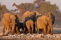 Troupeau d'éléphants assoiffés courant jusqu'au point d'eau au coucher du soleil. Etosha National Park. Namibie.
(Loxodonta africana). Africa 
 Afrique 
 Afrique Australe 
 Afrique australe 
 Desert 
 Désert 
 Namib 
 Namibia 
 Namibie ,
Etosha,
Loxodonta africana
 Photographic Safari 
 animal 
 animaux 
 photo 
 safari 
 safari photo 
 sauvage 