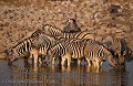 Zèbres de Burchell au point d'eau d'Okaukuejo. Etosha National Park. Namibia.
(Equus burchellii) Africa 
 Afrique 
 Afrique Australe 
 Afrique australe 
 Desert 
 Désert 
 Etosha 
 Namib 
 Namibia 
 Namibie 
 National 
 Parc 
 Park 
 Photographic Safari 
 animal 
 animaux 
 photo 
 safari 
 safari photo 
 sauvage ,
Equus,
 burchellii 