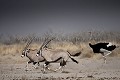 Oryx et autruche en pleine course. Etosha National Park. Namibie. 
(Oryx gazella & Struthio camelus)

 Africa 
 Afrique 
 Afrique Australe 
 Afrique australe 
 Desert 
 Désert 
 Etosha 
 Gemsbok 
 Namib 
 Namibia 
 Namibie 
 National 
 Oryx 
 Oryx gazella 
 Parc 
 Park 
 Photographic Safari 
 animal 
 animaux 
 antilope 
 autruche 
 courir 
 fast 
 mammal 
 mammifère 
 ostrich 
 photo 
 rapide 
 runner 
 running 
 safari 
 safari photo 
 sauvage 
 speed 
 vite ,
Struthio camelus,
Oryx gazella,
 