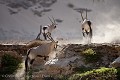 Oryx dans le Damaraland, Désert du Namib. (Oryx gazella). Namibia. Africa 
 Afrique 
 Afrique Australe 
 Afrique australe 
 Desert 
 Désert 
 Gemsbok 
 Namib 
 Namibia 
 Namibie 
 Oryx 
 Photographic Safari 
 animal 
 animaux 
 antelope 
 antilope 
 gazella 
 mammal 
 mammifère 
 photo 
 safari 
 safari photo 
 sauvage 