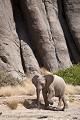 Jeune Eléphant du désert dans le Damaraland - Namib Desert. (Loxodonta africana) - Namibie Africa 
 Afrique 
 Afrique australe 
 Damaraland 
 Desert ,
jeune,
 Désert 
 Elephant 
 Eléphant 
 Loxodonta 
 Namib 
 Namibia 
 Namibie 
 Photographic Safari 
 africana 
 animal 
 animaux 
 mammal 
 mammifère 
 pachyderme 
 photo 
 safari 
 safari photo 
 sauvage 
