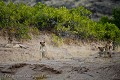 Voilà une rencontre plutôt rare, pour ne pas dire exceptionnelle. A quelques centaines de mètres à peine où, le matin même j'ai aperçu une Hyène brune dans le lit de la rivière... Le soir, au crépuscule, grosse surprise avec cette troupe de Lions du désert. Damaraland Désert du Namib -  (Panthera leo). Hoanib River. Namibie. Africa 
 Afrique 
 Afrique australe 
 Desert 
 Désert 
 Namib 
 Namibia 
 Namibie 
 Photographic Safari 
 animal 
 animaux 
 photo 
 safari 
 safari photo 
 sauvage ,
Hoanib,
lion, 
cat,
 