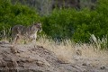 Voilà une rencontre plutôt rare, pour ne pas dire exceptionnelle. A quelques centaines de mètres à peine où, le matin même j'ai aperçu une Hyène brune dans le lit de la rivière... Le soir, au crépuscule, grosse surprise avec cette troupe de Lions du désert. Damaraland Désert du Namib - (Panthera leo). Hoanib River. Namibie. Africa 
 Afrique 
 Afrique australe 
 Desert 
 Désert 
 Namib 
 Namibia 
 Namibie 
 Photographic Safari 
 animal 
 animaux 
 photo 
 safari 
 safari photo 
 sauvage ,
Hoanib,
Damaraland,
 