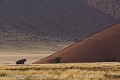 Dunes de sable rouge du désert du Namib.
Namib-Naukluft National Park.
Namibie.
 Africa 
 Afrique 
 Afrique australe 
 Desert 
 Désert 
 Namib 
 Namibia 
 Namibie 
 Photographic Safari ,
Namib, 
Naukluft, 
National Park,
Red,
sand,

 animal 
 animaux 
 photo 
 safari 
 safari photo 
 sauvage 