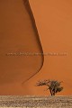 Dune de sable rouge du désert du Namib.
Namib-Naukluft National Park.
Namibie. Africa 
 Afrique 
 Afrique australe 
 Desert 
 Désert 
 Namib 
 Namibia 
 Namibie 
 Photographic Safari 
 animal 
 animaux 
 photo 
 safari 
 safari photo 
 sauvage ,
red,
rouge,
sable,
dune,
sand,
Namib,
Naukluft,
 National Park,

 