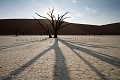 Arbre mort (pétrifié) de Deadvlei. 
Namib-Naukluft National Park.
Namibie. Africa 
 Afrique 
 Afrique australe 
 Desert 
 Désert 
 Namib 
 Namibia 
 Namibie 
 Photographic Safari 
 animal 
 animaux 
 photo 
 safari 
 safari photo 
 sauvage ,
deadvlei,
dead,
tree,
petrified,
accacia,
Namib-Naukluft,
 National Park,
Dunes,
red,
rouge,
sable,
 