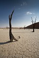 Arbres morts, fossilisés, dans les dunes de sable rouge de Deadvlei.
Namib-Naukluft National Park.
Namibie.
 Africa 
 Afrique 
 Afrique australe 
 Desert 
 Désert 
 Namib 
 Namibia 
 Namibie 
 Photographic Safari 
 animal 
 animaux 
 photo 
 safari 
 safari photo 
 sauvage ,
dead,
tree,
arbre,
accacia,
red,
sand,
dune,
sable,
rouge,
 