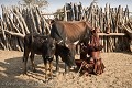 L'heure de la traite dans un village Himba. Eleveurs nomades, de moins en moins nomades... Kaokoland. Namibie. Africa 
 Afrique 
 Afrique australe 
 Desert 
 Désert 
 Namib 
 Namibia 
 Namibie 
 Photographic Safari 
 animal 
 animaux 
 photo 
 safari 
 safari photo 
 sauvage ,
lait,
milk,
cow,
Himba,
Kaokoland,
woman,
femme,
 
