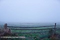Paysage rural traditionnel du marais Poitevin, dit "marais desséché" en automne. Vendée. France. Vendée 
 ambiance 
 marais 
 matin 
 photo 
barrière,
fence,
gate, 
brume,
brouillard,
fog,
landscape,
marais,
desséché,
 