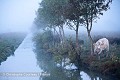 Paysage rural traditionnel du marais Poitevin, dit "marais desséché" en automne. Vendée. France. Vendée 
 ambiance 
 bovidé 
 bovin 
 marais 
 matin 
 photo 
 vache ,
cattle,
lansdcape,
eau,
water,
zone humide,
wetland,
 