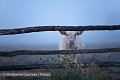 Paysage rural traditionnel du marais Poitevin en automne. Vendée. France. Vendée 
 ambiance 
 bovidé 
 bovin 
 marais 
 matin 
 photo 
 vache ,
barrière,
gate,
cattle,
veau,
veal,
brume,
bra
bouillard,
 