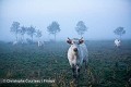 Paysage rural traditionnel du marais Poitevin, dit "marais desséché" en automne. Vendée. France. Vendée 
 ambiance 
 bovidé 
 bovin 
 marais 
 matin 
 photo 
 vache ,
brouillard,
brume,
fog,
cattle,
 