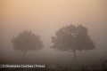 Paysage rural traditionnel du marais Poitevin, dit "marais desséché" en automne. Vendée. France. Vendée 
 ambiance 
 marais 
 matin 
 photo 
soleil,
sun,
sunrise,
landscape,
paysage,
brume,
matin,
fog,
morning,
 