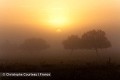 Levé de soleil sur un paysage rural traditionnel du marais Poitevin, dit "marais desséché" en automne. Vendée. France. Vendée 
 ambiance 
 marais 
 matin 
 photo 
soleil,
photo,
Poitevin,
lumière, 
