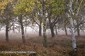 Paysage rural traditionnel du marais Poitevin, dit "marais desséché" en automne. Vendée. France. Dixmérie 
 France 
 Stages 
 Vendée 
 agriculture 
 brume 
 campagne 
 marais 
 poitevin 
 rural 
 France, 
 Poitou-Charente, 
tree,
arbre,
fog,
brume,
brouillard,
 