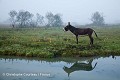 Paysage rural traditionnel du marais Poitevin, dit "marais desséché" en automne. Vendée. France. Dixmérie 
 France 
 Stages 
 Vendée 
 agriculture 
 brume 
 campagne 
 marais 
 oreille 
 patrimoine 
 poitevin 
 rural 
 âne 
 équidé 
 France, 
 Poitou-Charente, 
traditionnel,
domkey,
donkey,
landscape,
brume,
brouillard,
reflet,
reflexion,
braire,
 