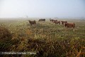 Paysage rural traditionnel du marais Poitevin, dit "marais desséché" en automne. Vendée. France. Dixmérie 
 France 
 Stages 
 Vendée 
 agriculture 
 brume 
 campagne 
 champ 
 ferme 
 marais 
 poitevin 
 rural 
 vache 
 élevage 
 France, 
 Poitou-Charente, 
cattle,
brume,
brouillard,
herd,
troupeau,
 