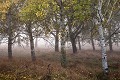 Paysage rural traditionnel du marais Poitevin en automne. Zone du Marais dessèché. Vendée. France. 
 Dixmérie 
 France 
 Stages 
 Vendée 
 agriculture 
 brume 
 cabane verte 
 campagne 
 desséché 
 marais 
 poitevin 
 rural 
 France, 
 Poitou-Charente,  